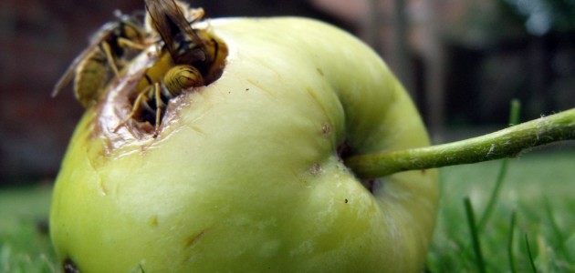 Tim Cook (Apple) is geen Crook