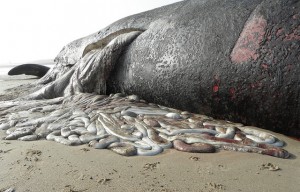 Project-X Texel (sperm whale innards by brydeb)