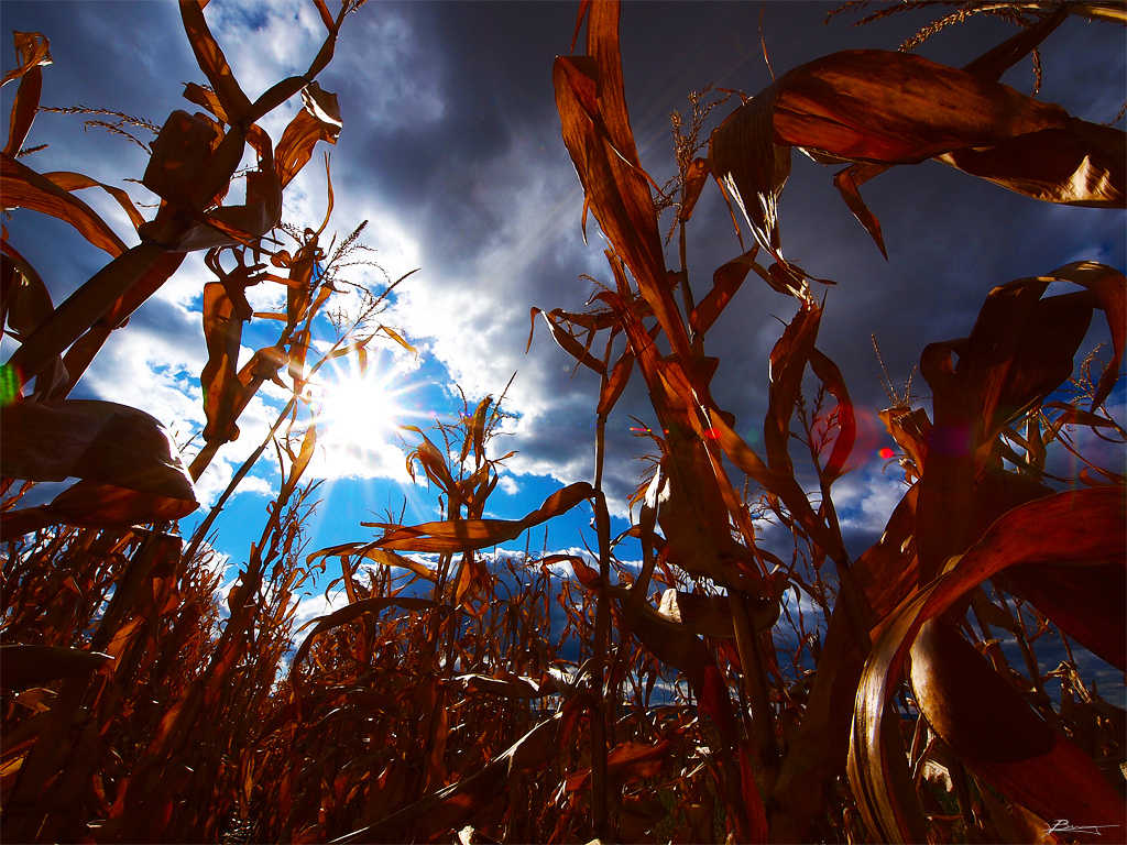 March Against Monsanto niet nieuwswaardig genoeg?